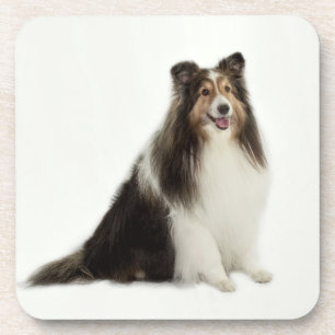 Sheltie Mischungs-u. Match-Untersetzer Getränkeuntersetzer