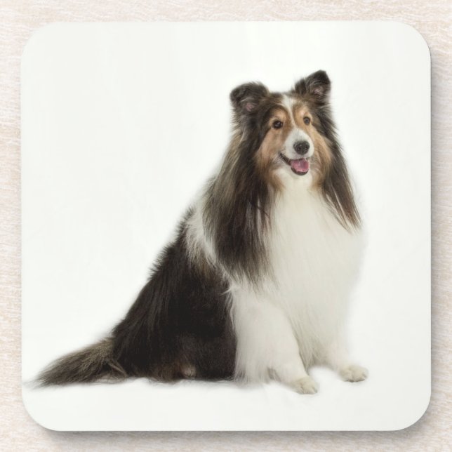 Sheltie Mischungs-u. Match-Untersetzer Getränkeuntersetzer (Vorderseite)