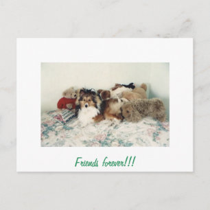 Sheltie mit gestopften Tieren Postkarte