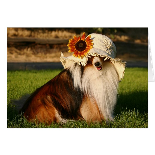 Sheltie mit Hat (Vorderseite (Horizontal))