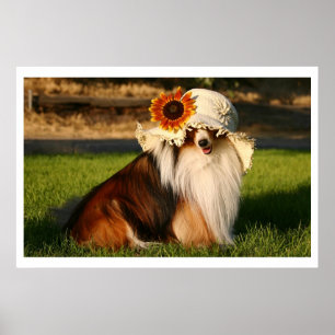 Sheltie mit Hut Poster