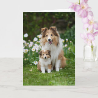 Sheltie Mom Mother’s Day Love Karte