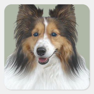Sheltie Porträt Quadratischer Aufkleber