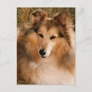 Sheltie Postkarte