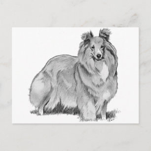 Sheltie Postkarte