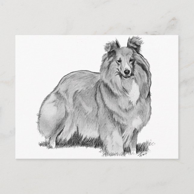 Sheltie Postkarte (Vorderseite)