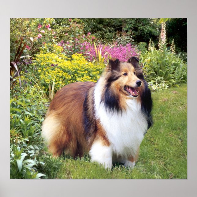 Sheltie Print Poster (Vorne)