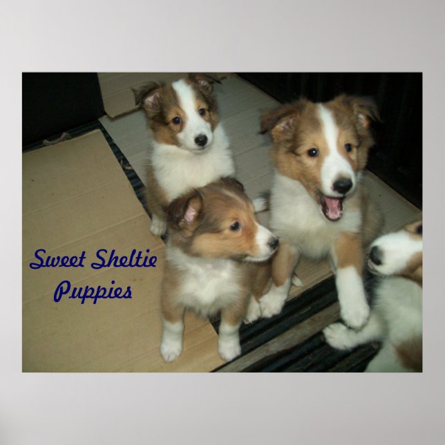 Sheltie Puppies Poster (Vorne)