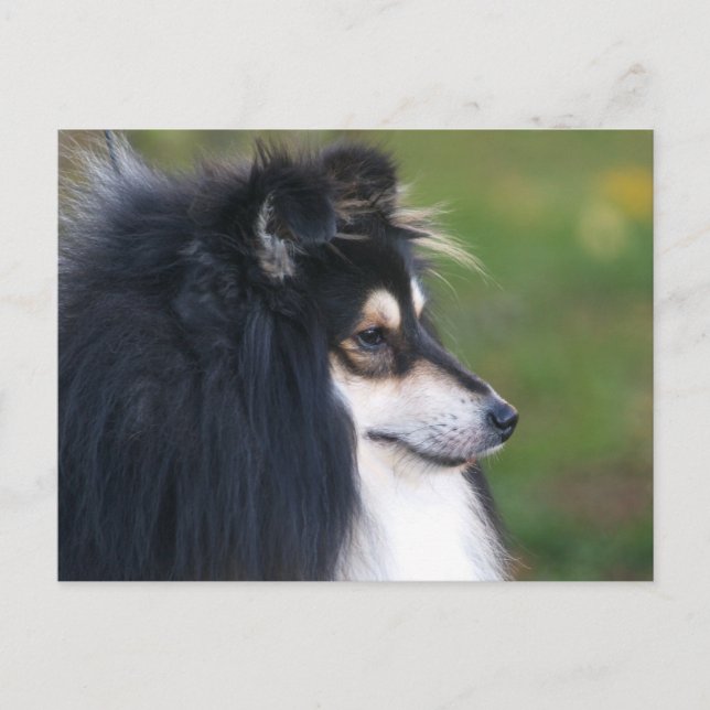 Sheltie Puppy Postkarte (Vorderseite)
