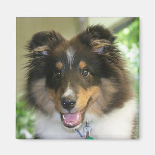 Sheltie quadratischer Magnet