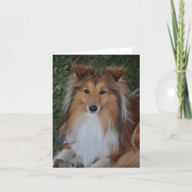 Sheltie Sheepdog Greeting Card Karte (Vorderseite)
