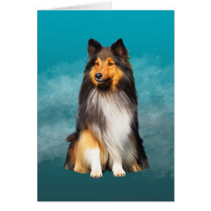 Sheltie Shetland Sheepdog