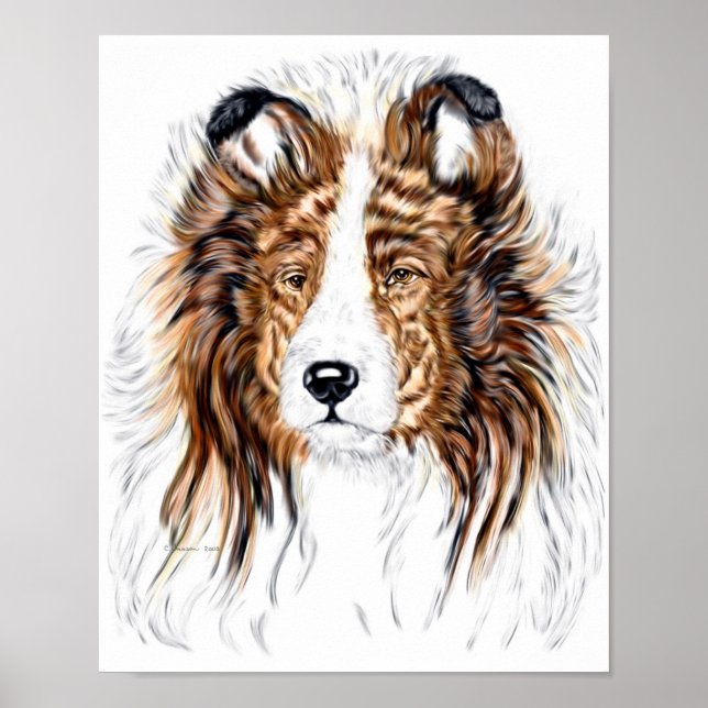 Sheltie Shetland Sheepdog Bust Poster (Vorne)