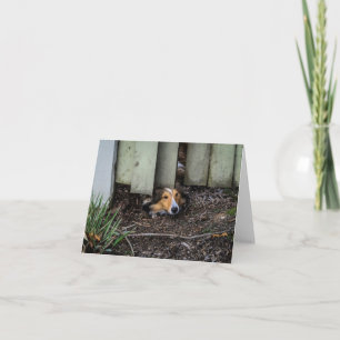 Sheltie Shetland Sheepdog Funny Karte