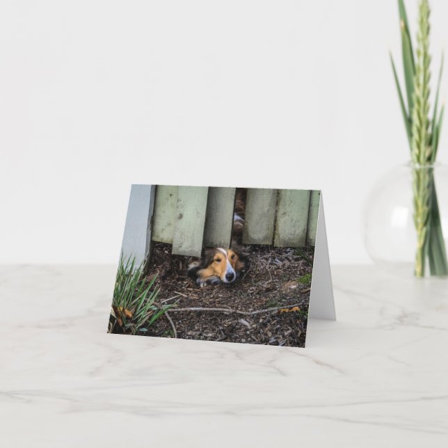 Sheltie Shetland Sheepdog Funny Karte (Vorderseite)