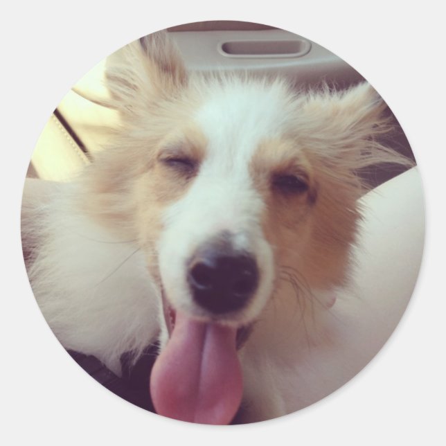 Sheltie Sticker (Vorderseite)