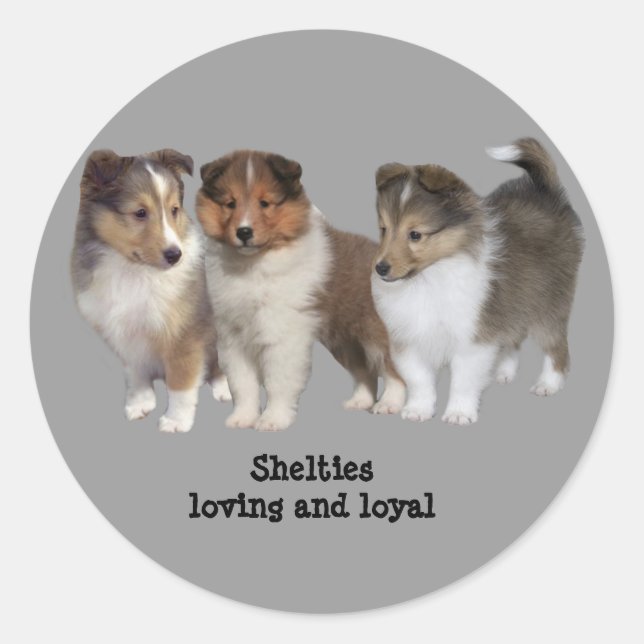 Sheltie Sticker (Vorderseite)