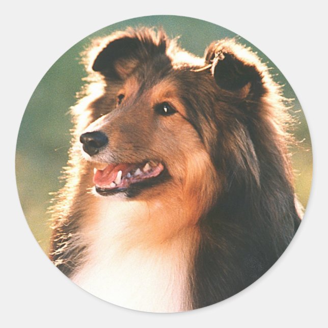 Sheltie Sticker (Vorderseite)