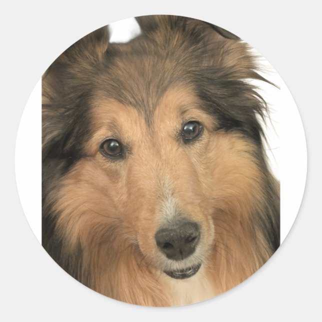 Sheltie Stickers (Vorderseite)