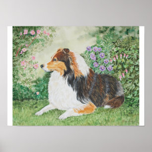 Sheltie Summer Poster