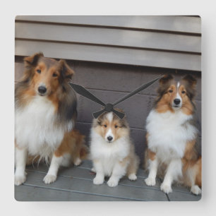 Sheltie Trio Wall Quadratische Wanduhr