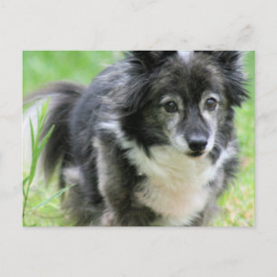 Sheltie Welpe Hund Postkarte