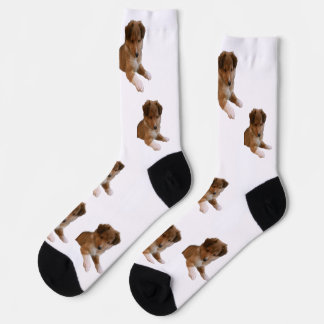 Sheltie-Welpe Socken