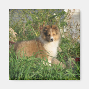 Sheltie Welpe stehend im Gras und im Magnet