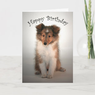 Sheltie Welppy Birthday Card Karte