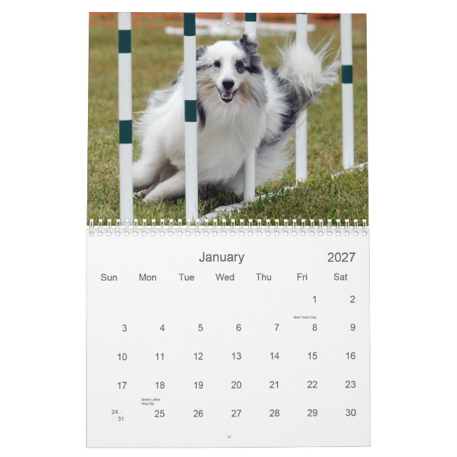 Shelties u. spinnt Agility-Kalender Kalender (Jan 2027)