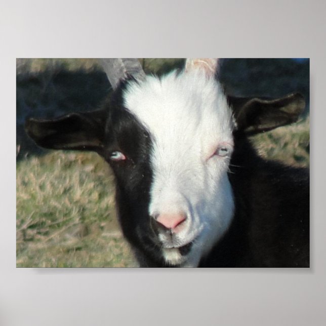 Shelton Goat Farm Poster (Vorne)