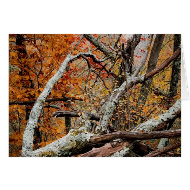 Shenandoah Herbst gefallener Baum (Vorderseite (Horizontal))