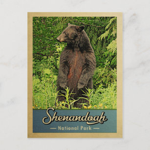 Shenandoah Nationalpark Vintager Bär Postkarte