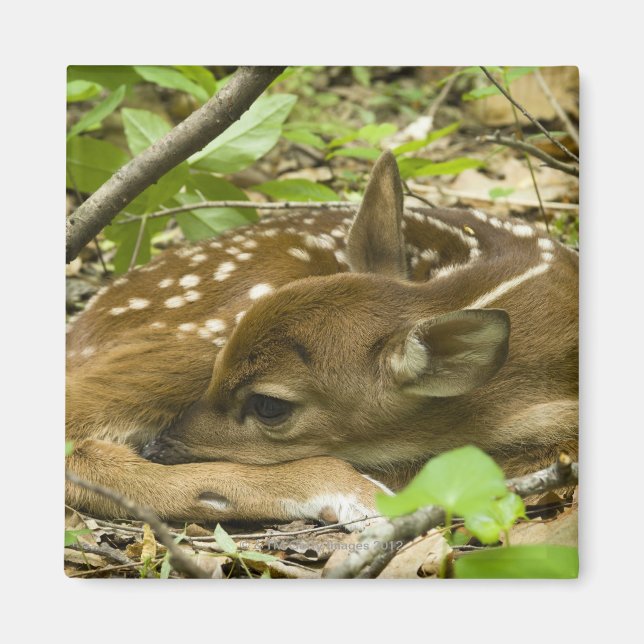 Shenandoah NP, Virginia, USA Magnet (Vorne)