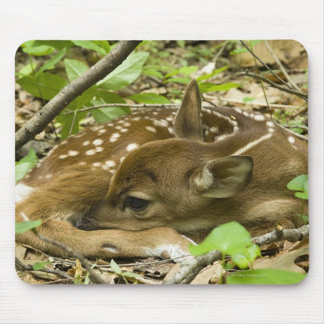 Shenandoah NP, Virginia, USA Mousepad (Vorne)