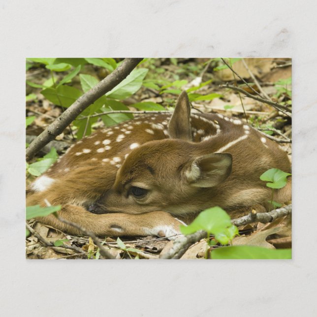Shenandoah NP, Virginia, USA Postkarte (Vorderseite)