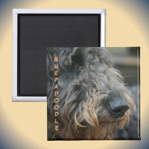 Shepadoodle Closeup Profil Hunde Rasse fotografisc Magnet