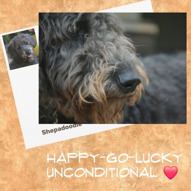 Shepadoodle Dog Fotografisches Portrait Postkarte (Von Creator hochgeladen)