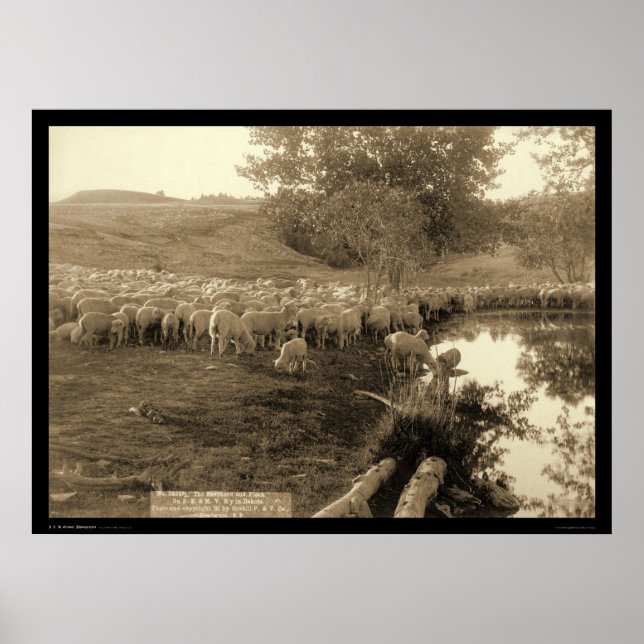 Shepherd and Flock South Dakota 1891 Poster (Vorne)