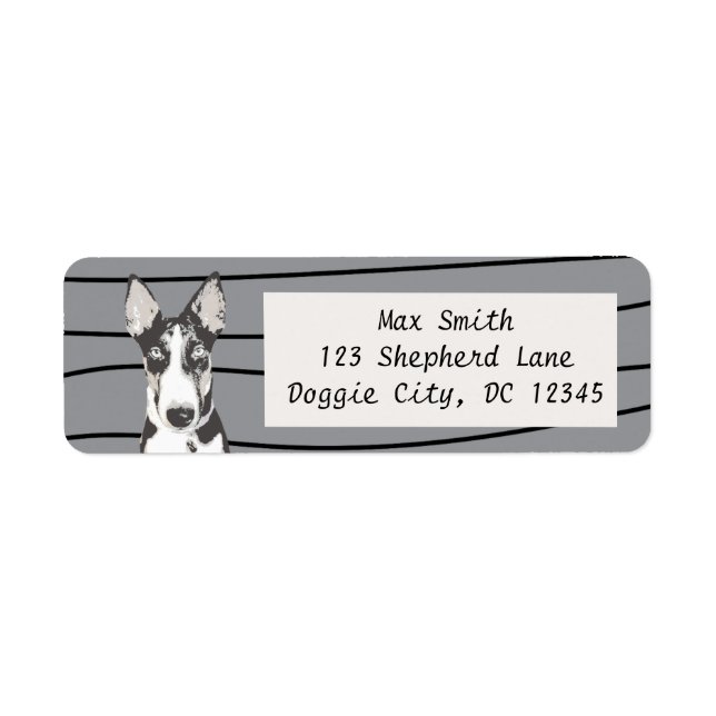Shepherd Border Collie (Vorne)