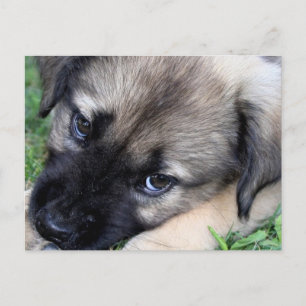 Shepherd Puppy Foto Postkarte