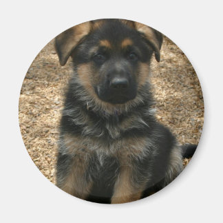 Shepherd Puppy Magnet