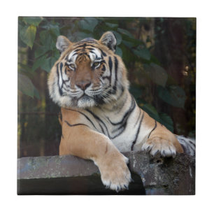 Shere-Khan-b-15 Fliese