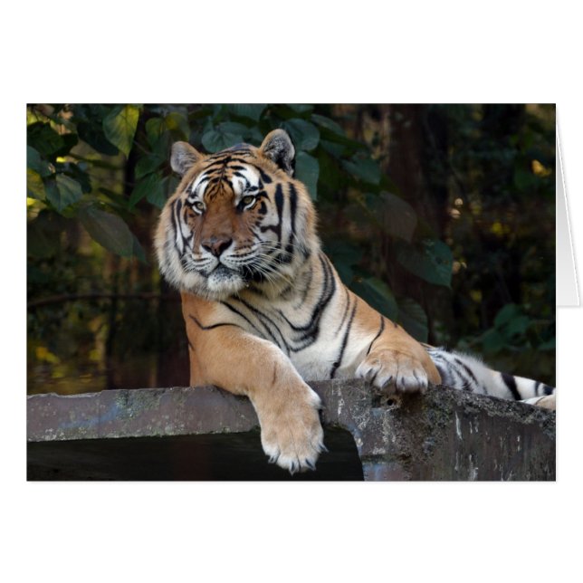 Shere-Khan-b-8 (Vorderseite (Horizontal))