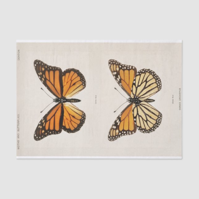 Sherman F. Denton | Monarch Butterfly Seidenpapier (Vorderseite)