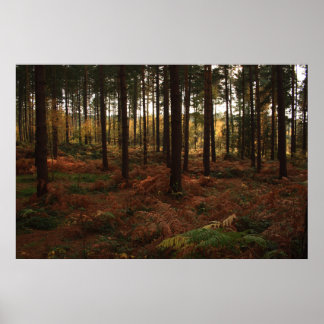 Sherwood Forest Print Poster