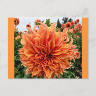 Sherwoods Peach Dahlia Postkarte