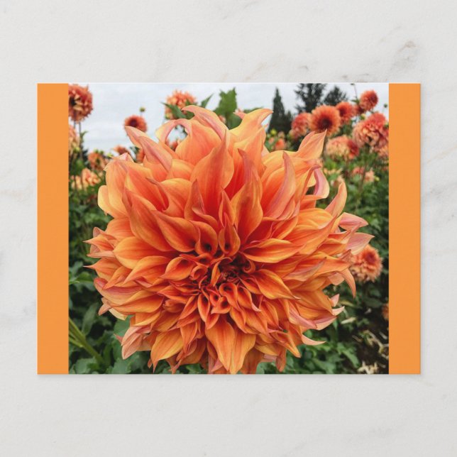 Sherwoods Peach Dahlia Postkarte (Vorderseite)