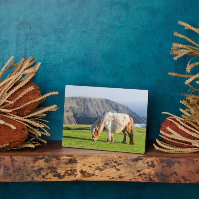 Shetland Pony auf der Alp Piazza della Riforma Fotoplatte (Seite)