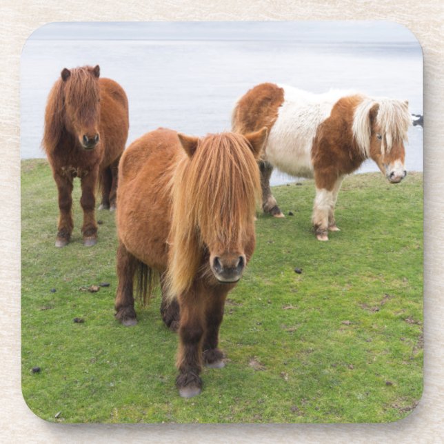 Shetland Pony auf der Alp Piazza della Riforma Getränkeuntersetzer (Vorderseite)